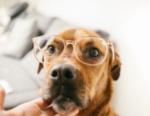 dog in glasses